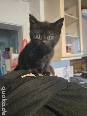 Maine Coon Mix Katzenkitten zu verkaufen