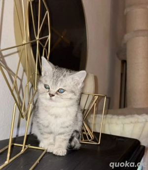 Britisch Kurzhaar Kitten - BKH - abgabebereit