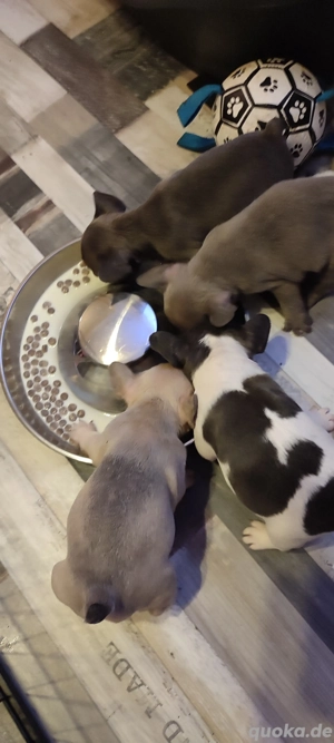 französische Bullywelpen 