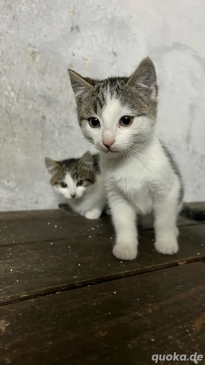 Katzenbabys, Bauernhofkätzchen