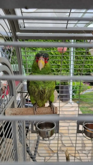 Zwei Weißstirnamazonen männlich 7 und weiblich 4 Jahre