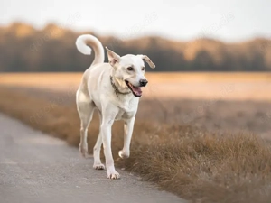 Alessandro sucht sein Zuhause