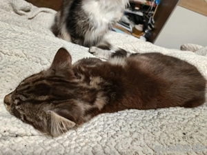 Maine Coon mix Katerchen sucht noch ein Zuhause  Bild 5