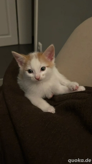 Süße Kätzchen suchen neues zu Hause * Bild 3