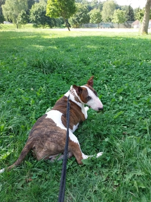  Bullterrier-Hündin sucht liebevolles, erfahrenes Zuhause 