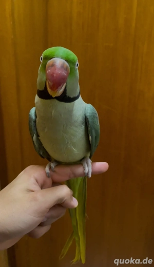 Große Alexandersittich Handzahm 
