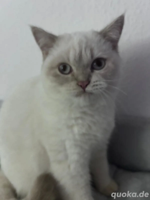 britische kurzhaar katze weibchen