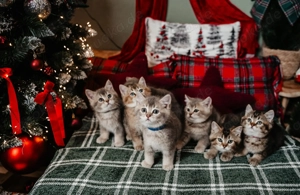 British-Persian Mix Kätzchen 