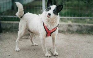 Patty: Ein Herz auf vier Pfoten voller Lebensfreude Bild 2