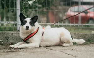 Patty: Ein Herz auf vier Pfoten voller Lebensfreude Bild 3