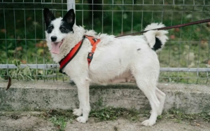 Patty: Ein Herz auf vier Pfoten voller Lebensfreude Bild 5