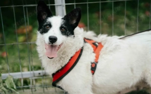 Patty: Ein Herz auf vier Pfoten voller Lebensfreude Bild 4