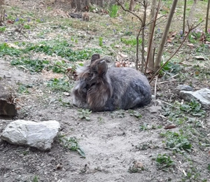 Suche ein Zwergkaninchen oder ab 7jahre patnering verstorben 