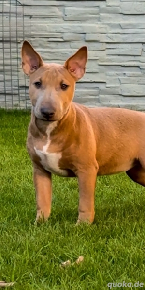 Miniatur Bullterrier  Bild 2