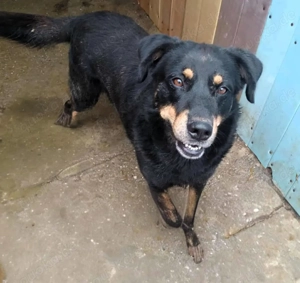 Seelenhund Sami - sucht ein Zuhause auf Lebzeit