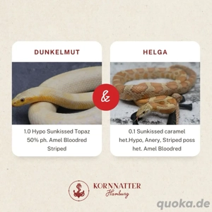 Kornnatter Honey Lemon Nz.6 2025