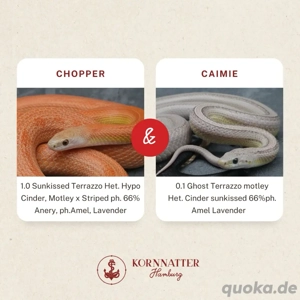 Kornnatter Terrazzo Nz.7 2025