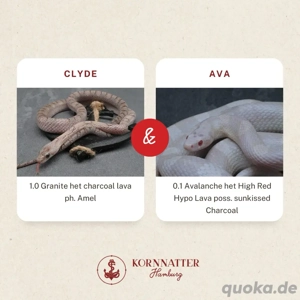 Kornnatter Ice  Nz.7 2025 