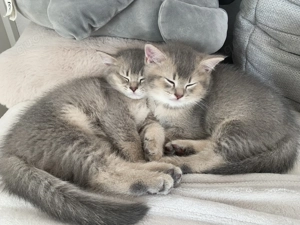  BKH Kitten 1 noch frei  Mädchen Golden tabby reinrassig 