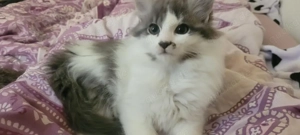 Maine coon kitten abzugeben  Bild 2