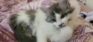 Maine coon kitten abzugeben  Bild 3