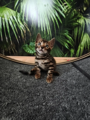 Reinrassiges Bengalkätzchen