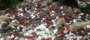 Angebot: Neocaridina Mix 4x5 