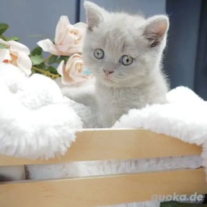 Reinrassige Bkh kitten in frabe lilac  lilac fawn und blue  silver 