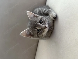 Kitten in liebevolle Hände abzugeben 