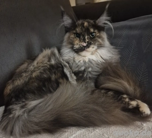 XXXL Mainecoon Mädchen 