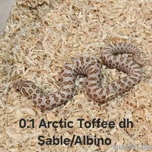 Heterodon nasicus | Hakennasennatter  Bild 5