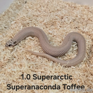 Heterodon nasicus | Hakennasennatter  Bild 3