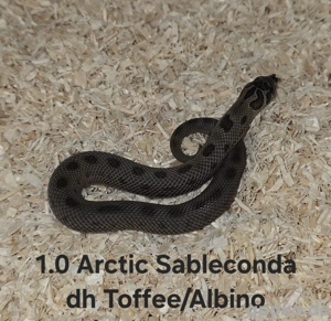 Heterodon nasicus | Hakennasennatter 