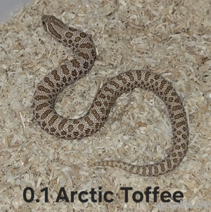 Heterodon nasicus | Hakennasennatter  Bild 2