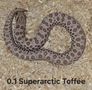 Heterodon nasicus | Hakennasennatter  Bild 4