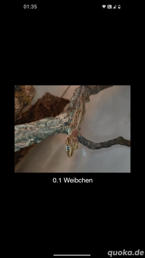 1.2 Höckerkopfgecko Zuchtgruppe (Diplodactylus galeatus)