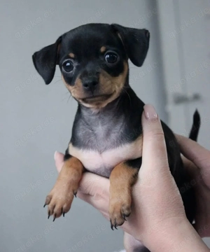 Russkiy Toy Welpen bereit Bild 2