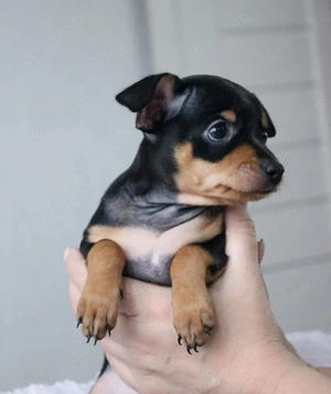 Russkiy Toy Welpen bereit Bild 3