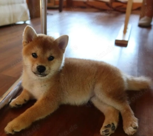 Niedliche Shiba-Inu-Welpen zu verkaufen