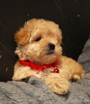 Wunderschöne Maltipoo-Welpen