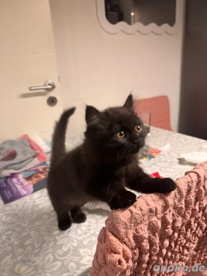 Kitten Britischlangharr BkH 