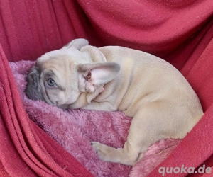 Französische Bulldogge 