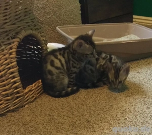 Bengalkätzchen zur Adoption