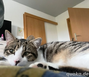 Unsere Zwei verspielte EKH-Geschwister Emily und Mila suchen ein liebevolles Zuhause   