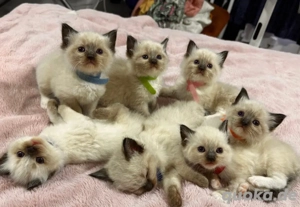 4 reinrassige Ragdoll-Kätzchen (registrierte Eltern) abzugeben