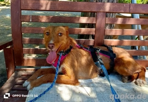 NICKI    zerbrechlich, leise, tapfer Bild 6