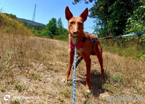 NICKI    zerbrechlich, leise, tapfer Bild 2