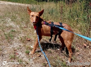 NICKI    zerbrechlich, leise, tapfer Bild 10