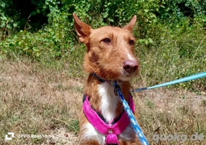 NICKI    zerbrechlich, leise, tapfer Bild 8