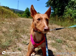 NICKI    zerbrechlich, leise, tapfer Bild 7